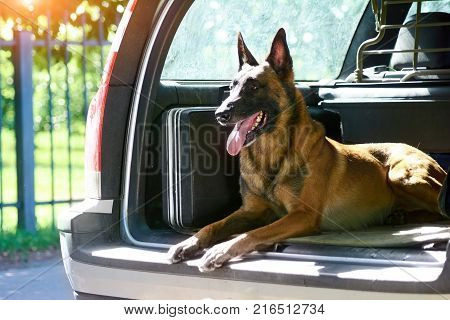 The malinois shepherd dog is protecting the car. The owner of that car doesn't need an alarm.