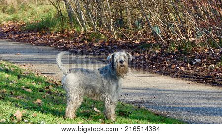 Schnauzer dog standing on green grass near the street in autumn
