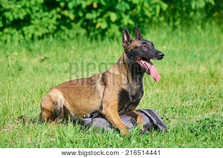 The guard dog is protecting the owner's bag. The dog is lying on the bag.