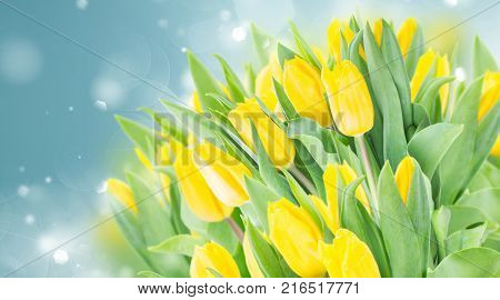 spring yellow tulips in garden on blue bokeh background banner