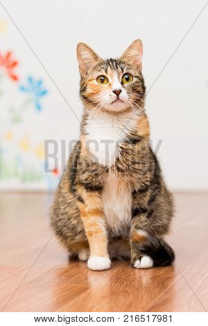 Pregnant cat tortoiseshell without breed sits on the floor