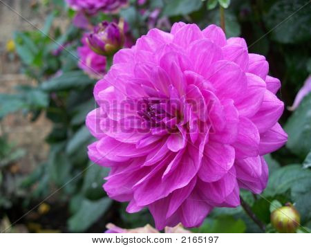 Purple Dahlia