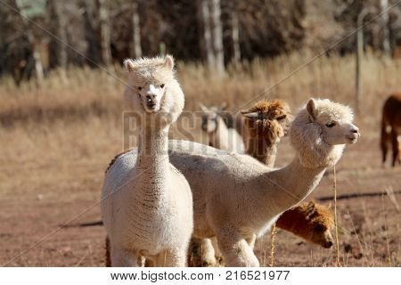 Alpacas enjoying sunshine at a ranch in Durango, CO