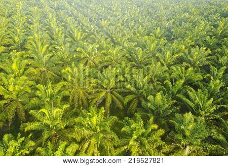 Aerial View Of Mount Baling, With Padding Field View Before Sunrise.