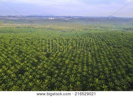 Aerial View Of Mount Baling, With Padding Field View Before Sunrise.