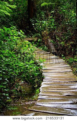 Wooden path on trail to Cape Flattery Washington lookout.