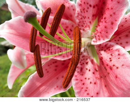 Farverige Lily Closeup