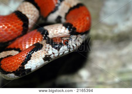 Lampropeltis Triangulum Syspila