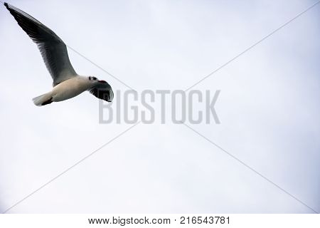 seagull flying high and stalking to fish in hope to catch it