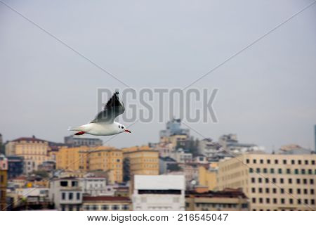 seagull flying high and stalking to fish in hope to catch it