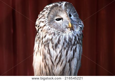 Ural owl sitting on a branch. beautiful owl. in nature