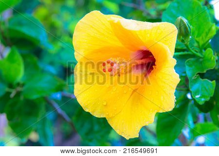 Yellow chaba flower with rain water drops after raining.