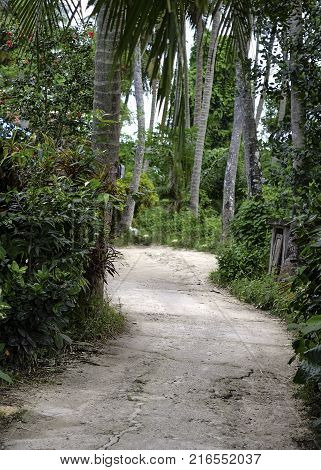 Narrow path along the woods leading to somewhere