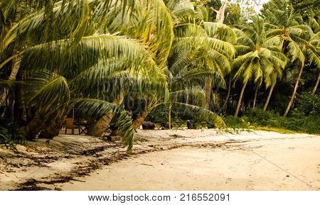 Palm Trees on a Beach warm tone