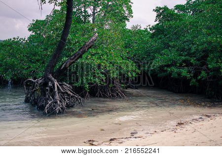 Mangrove on a Beach looking green and blue