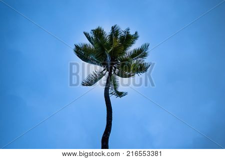 Palm Tree Standing Tall at the Beach