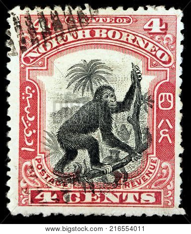 LUGA RUSSIA - OCTOBER 07 2017: A stamp printed by NORTH BORNEO shows Orangutans (orang-utan orangutang orang-utang) are great apes native to Indonesia and Malaysia circa 1962