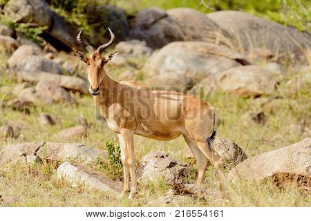Closeup of Coke's Hartebeest (scientific name: Connochaetes taurinus or 