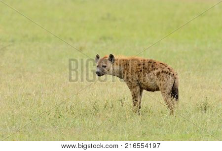 Closeup of Spotted Hyena (scientific name: cCrocuta crocuta, or 