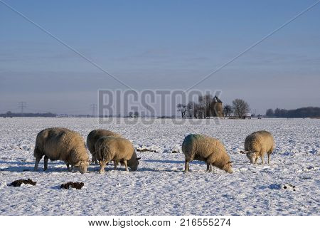 Grazing sheep in a snow covered landscape near the dutch village Oud-Alblas