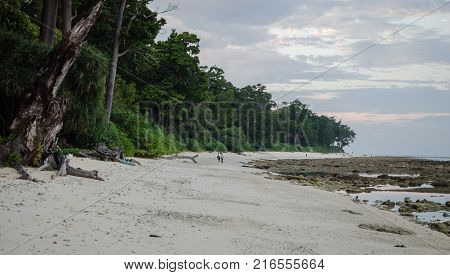 White Sand Beach and Trees and greenery on the side
