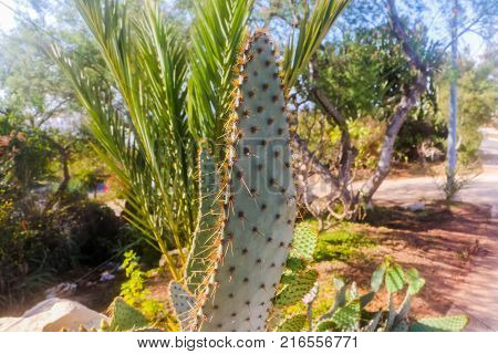 Cactus Plants Outdoors In A Summer Day