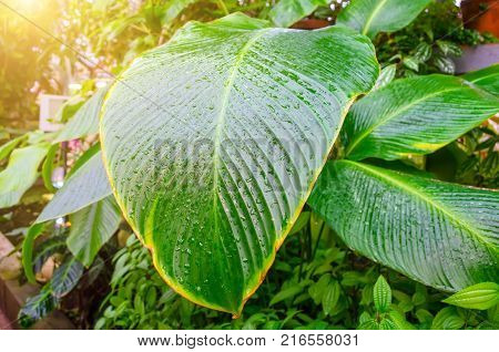 Close up Dumb Cane leaves or Dieffenbachia Calathea- nature background contrast pattern on leaves