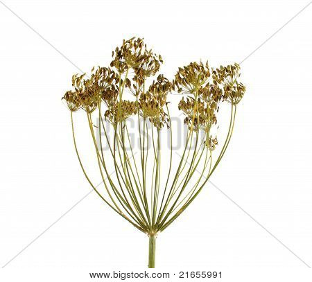 Dill