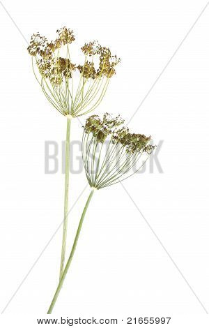 Dill