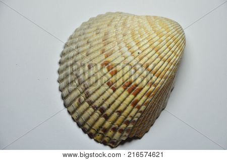 a  large sea shell on the white background