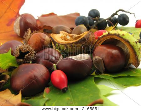 Folhas e frutos de outono