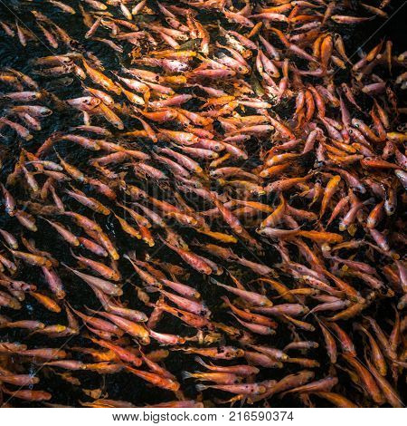 School of goldfishes Madu Ganga Sri Lanka