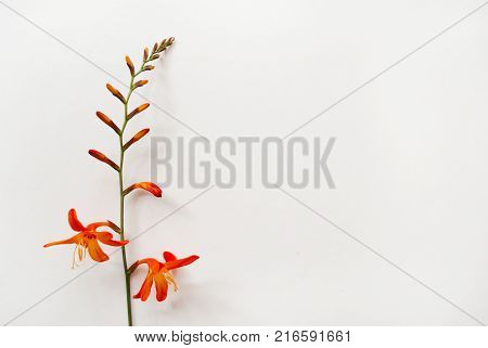 Minimal flat lay of montbretia flower on a white background. Place for your design text etc.