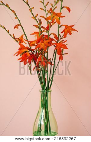 Bouquet of montbretia green vase in front of pale pink pastel background