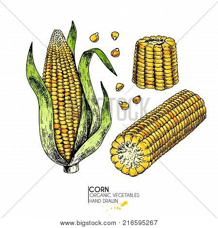 Vector hand drawn set of farm vegetables. Isolated corn cob. Engraved colored art. Organic sketched vegetarian objects. Use for restaurant, menu, grocery, market, store, party. Maize, cereal grain