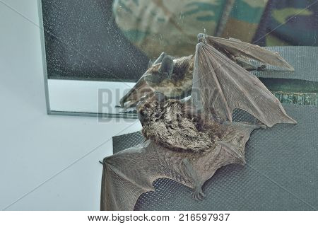 A close up of the small bat before mirror.