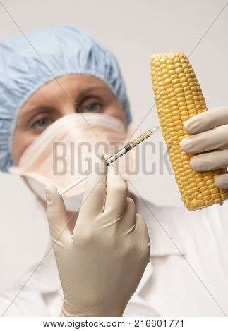 CLECKHEATON, WEST YORKSHIRE, UK: FEMALE LABORATORY TECHNICIAN INJECTING CHEMICAL FROM SYRINGE INTO YELLOW COB OF SWEET CORN, 30TH MARCH 2005, CLECKHEATON, WEST YORKSHIRE, UK