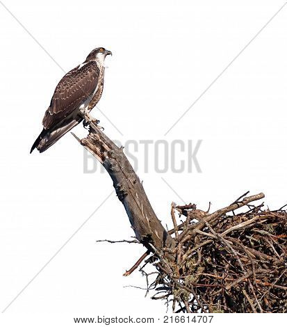 An osprey clutches to a branch while protecting its nest. On a white background.