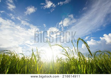 Paddy field with sunrise in Sungai Besar.