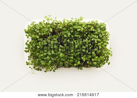 Growing micro greens isolated on white background. Healthy eating, fresh organic produce and restaurant decoration concept. Top view on redish in plastic bowl, copy space