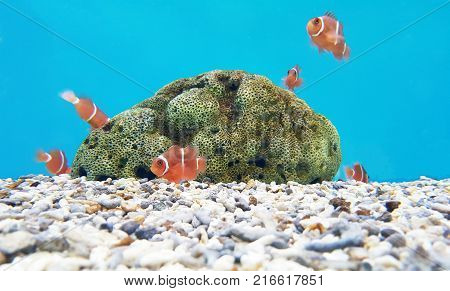 A colorful fish in an aquarium in dark blue water. At the bottom of the aquarium a beautiful fish floats wag the fins. Multicolored orange fish. Undersea world