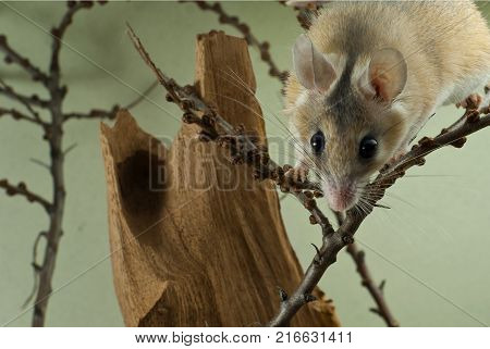 A cute African spiny mouse descending on the twigs peeks out from behind the top of the frame