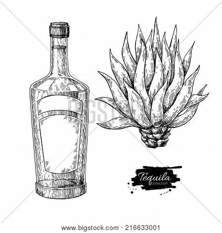 Tequila bottle with blue agave. Mexican alcohol drink vector drawing. Sketch of cocktail with natural ingredient. Engraved illustration for label, icon, bar or restaurant menu.