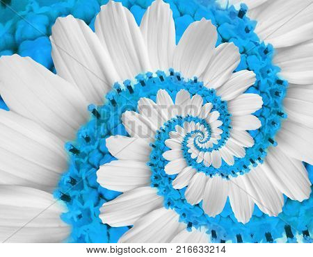 White blue flower swirl camomile daisy kosmeya flower spiral abstract fractal effect pattern fractal background. Twisted blue pastel flower spiral twirl. Distorted surreal flower floral background