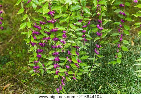 beautiful violet  beautiberry fruits in the garden