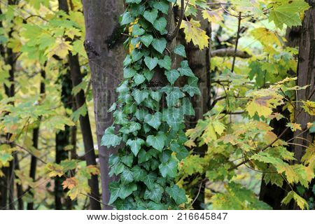 Ivy / creeping shrubs clinging to their adventitious roots of the walls, tree trunks, and so on.