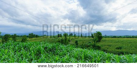 Mountains full of corn stalks taken in the evening.