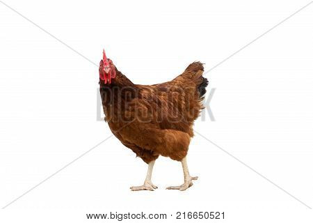 brown hen isolated on whiteChicken walking copy space.