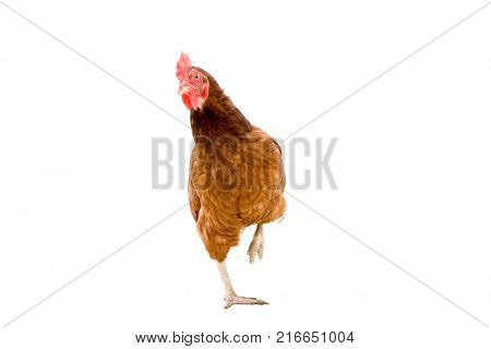brown hen isolated on whiteChicken walking copy space.