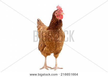 brown hen isolated on whiteChicken face confused copy space.
